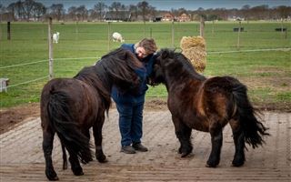 De Weiden - coachen met paardenkracht in Beltrum foto 3